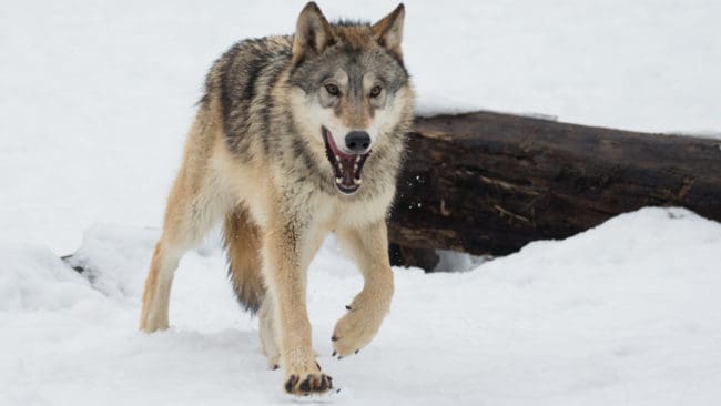 Eftersom det är svårt att bevisa att brott har begåtts under "vargkriget" är flera ärenden redan nedlagda och avslutade.