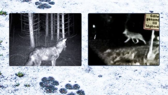 Sedan våren 2020 har den varg som uppehöll sig i Linghed och sedan blev föremål för skyddsjakt varit i ständigt fokus. Nu är den skjuten.