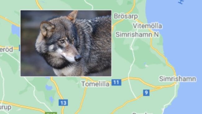 Vad blir konsekvenserna av ett vargrevir i Skåne? Efter att varg dödat hjort nära boningshuset på Borrestads gods ökar oron hos djurägare och barnfamiljer.