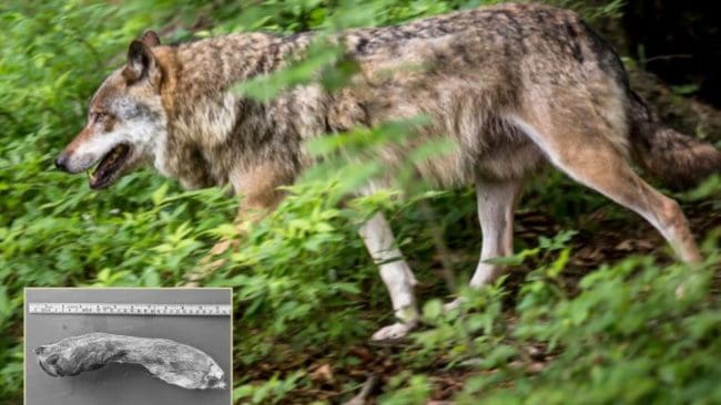 När personen som skjutit en varg illegalt insåg att brottet var preskriberat skickade hen in en tass till Statens naturoppsyn och ett 20 år gammalt frågetecken kunde rätas ut.