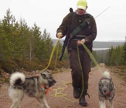 Niklas Bergström och hans duktiga gråhundar ute på ett tidigare eftersök.