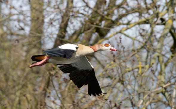 Över tusen av de invasiva nilgässen har skjutits i den tyska delstaten Rheinland-Pfalz.