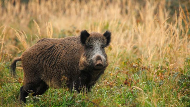 Vildsvin i Västernorrland är inte direkt välkomna enligt länsstyrelsen och förvaltas som en viltart först om de lyckas ta sig till länet utan mänsklig hjälp.