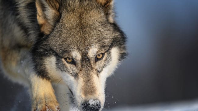 Det är ovisst hur länge den norska licensjakten på varg får pågå.