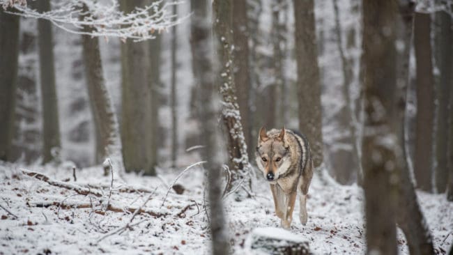 Två vargar är redan fällda i den norska vargzonen.