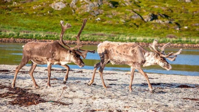 Under den senaste jaktsäsongen har antalet fällda norska vildrenar varit 6 500, vilket är 1 500 färre än förra säsongen.