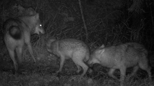 Hittills visar inventeringen av vargstammen i Norge att det finns uppåt 96 vargar. Närmare hälften av dem finns även i Sverige.