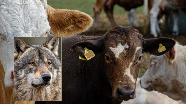 En lantbrukare i Östra Sunnarslöv har haft ideliga vargbesök som stressat hans djur svårt. Åtta kalvar har gått förlorade.(Arkivbilder)