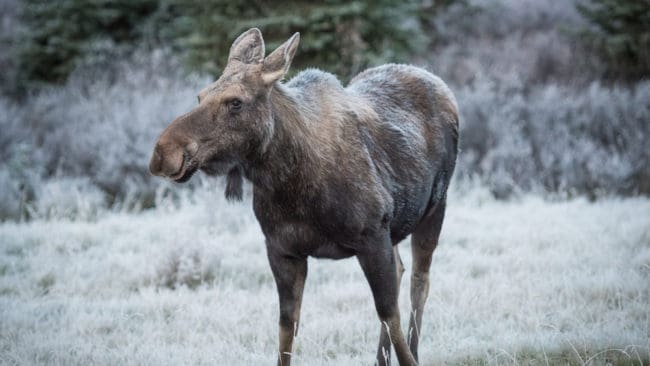 Älgkon har gått till attack vid upprepade tillfällen. På söndagen avlivades hon och hennes kalvar.