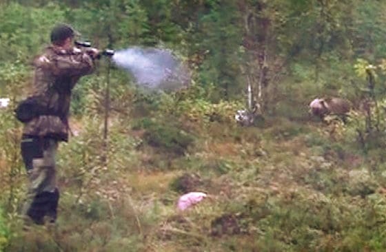 Anfallande björn skjuts när endast några meter återstår. Bilden är hämtad från jaktfilmen Björnjakt med ställande hund. På premiärmorgonen för björnjakten råkade två jägare utanför Kilafors ut för en liknande situation.
