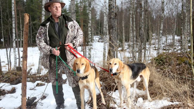 Andreas Wahléns rysstövare jagar varg, men när kan han egentligen släppa sina hundar för jaktträning?