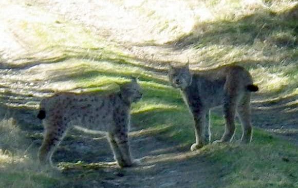 Lodjurshannen Arvid&nbsp;l&auml;t sig villigt fotograferas n&aring;gra veckor innan han f&auml;lldes vid skyddsjakten. B&aring;de han och honkatten p&aring; bilden, som f&aring;tt namnet Lia, b&auml;r s&auml;ndarf&ouml;rsedda halsband och var vid fototillf&auml;llet fullt upptagna med sin brunst. Skyddsjakten p&aring; Arvid f&ouml;rm&ouml;rkas dock nu av en felskjutning som leder till r&auml;ttsligt efterspel.