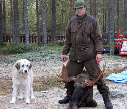 J&auml;gare, jakthund och byte. Kjell Sj&ouml;gren sk&ouml;t en udda tolvtaggare f&ouml;r kaukasiska ovtjarkan Smillan. Hon m&aring; se sn&auml;ll och beskedlig ut, men d&auml;r finns det temperament som kan f&aring; till och med en varg att backa.