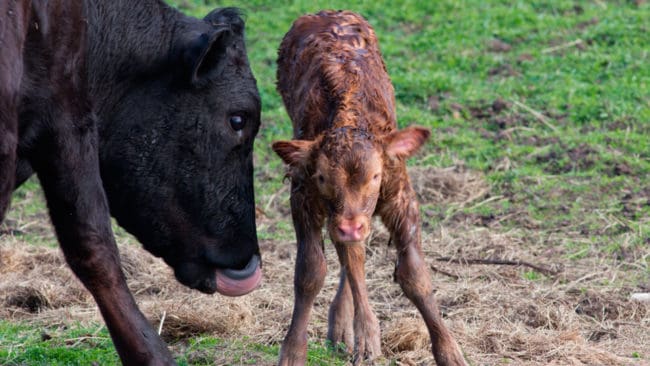 Dansk varg misstänks för att ha dödat en nyfödd kalv. (Arkivbild)