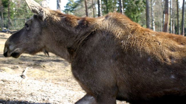 En tilldelning på tre älgar per 1000 hektar innebär att avskjutningen kan bli lika stor som hela älgstammen i Härjedalen.