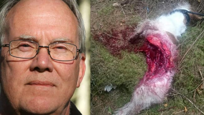 Högt värderade avelsbasseten Kärråsens Ämmy är en av hundarna som vargarna gett sig på i trakterna av Hagfors. Ordföranden i avdelningen Östvärmland inom Jägarnas Riksförbund är kritisk till att länsstyrelsen nekar skyddsjakt.