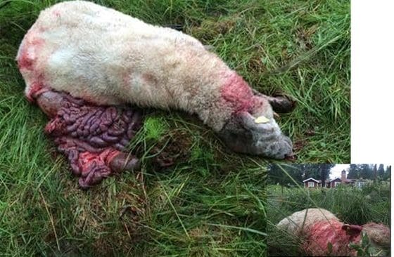 Fem attacker har inträffat under sommaren. Bilden togs vid en gård där får dödades alldeles intill boningshuset. Vargarna hoppade över fårnätet när fårägarna kom ut.