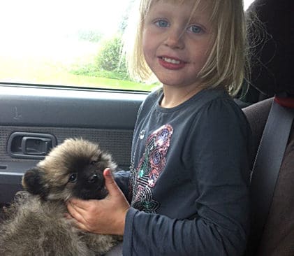Olivia p&aring; v&auml;g hem till Ockelbo med en valp i kn&auml;t. N&auml;r det blev k&auml;nt att en varg tagit hennes hund Stella b&ouml;rjade en insamling via Facebook. D&auml;rmed kunde familjen k&ouml;pa en valp till Olivia.