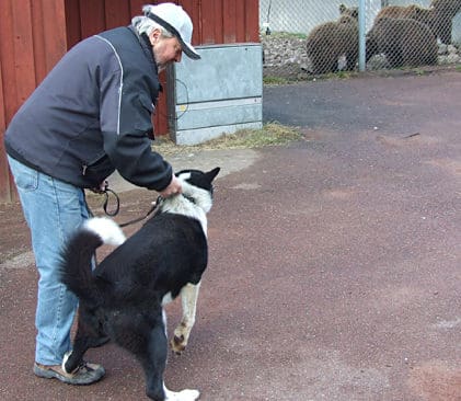 Den bj&ouml;rnjaktsintresserade Sven Arne Olmats sl&auml;pper sin karelska bj&ouml;rnhund p&aring; ett bj&ouml;rntest. Han t&auml;nker &ouml;verklaga avslaget om dispens f&ouml;r jakt p&aring; &aring;telbj&ouml;rnar.