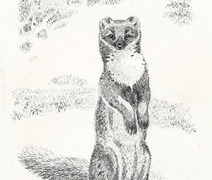 ”Projekt Varg” för att plantera ut varg och få en svensk vargstam beskrevs redan 1974 för medlemmarna i Jägareförbundet. Här är omslaget till publikationen.