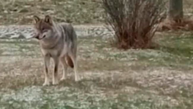 Vargen cirklade runt på gården utanför Kauhajoki sedan den förföljt en kvinna med barnvagn. Jägare söker efter vargen efter beslut av polisen att den ska avlivas. I Sverige ligger ribban mycket högre för att skjuta bort oskygga vargar.