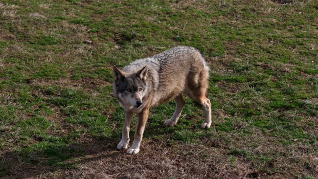 Trots att en drevervalp och fem får dödats av varg, och flera människor råkat ut för en närgången och orädd varg, avslår länsstyrelsen skyddsjakt på en varg i Falu kommun. (Arkivbild)