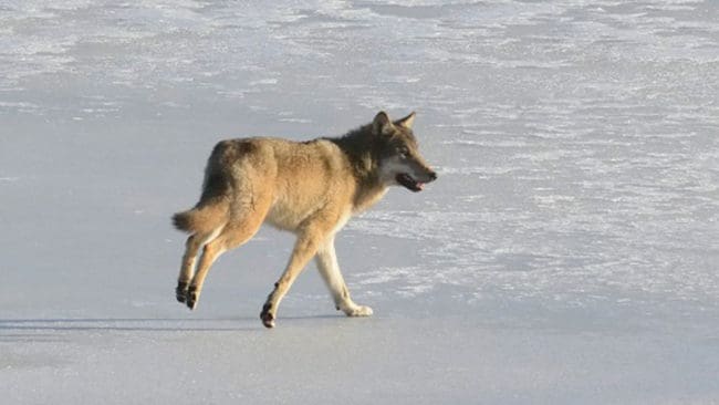 I mars i år sändes denna bild med information in till Skandobs efter en vargobservation i Arrudsviken i Örebro län. Vargen försvann mot ön Kägleholm. Fotot finns i bildarkivet hos Skandobs.