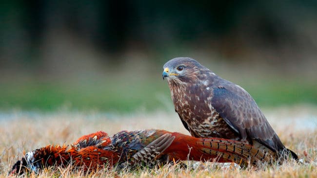 Den danska jägarbasen kräver hårdare straff för den 72-årige jägare som dödat en ormvråk med giftet karbofuran för att freda fasanerna på en jaktmark på Själland. (Arkivbild)
