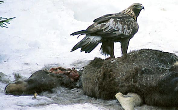 As&auml;tande arter som &ouml;rnar gynnas av de kadaver som vargar l&auml;mnar efter sig.