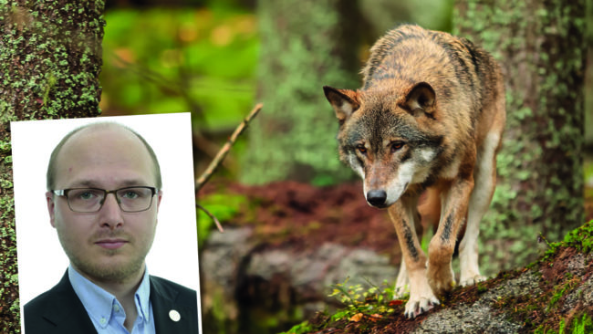 Riksdagsledamoten Erik Ottosson (M) vill ha skyddsjakt på Södertörnsvargen och andra vargar som tar tamdjur. Dessutom vill ha en rejäl licensjakt på Sveriges 355 vargar så att nivån går ner till 170-270 vargar.