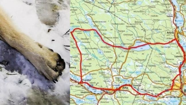 När skyddsjakten till slut beviljades på de närgångna vargarna i Ovanåker var den snabbt avklarat.