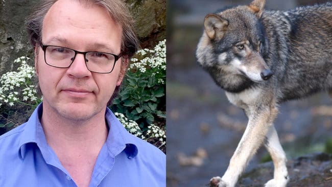 Svenska Rovdjursföreningens ordförande Torbjörn Nilsson tycker att det är viktigt att licensjakten på varg blir ordentligt prövad i domstol.