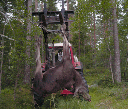 En trafikd&ouml;dad &auml;lg b&auml;rgas vid en v&auml;g. F&ouml;r den som drabbas av en viltolycka &auml;r h&auml;ndelsen inte l&auml;ngre bara en siffra i statistiken.