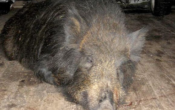 Den påkörda galten i Mats Wintergrens loge.