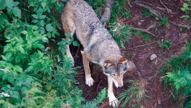 Sex yngre svenska vargar har förts till en djurpark i England, där det finns rewildingplaner. Fårägare är vill inte att vargar sätts ut i naturen. (Arkivbild)