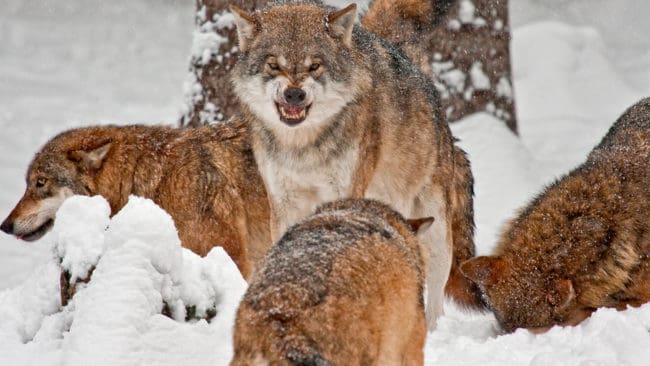 Några av vargarna i hägnet i nationalparken Bayerischer Wald. Sex vargar rymde från hägnet när en grind öppnades för att släppa ut dem. (Arkivbild)