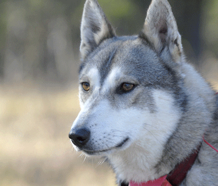 Den fem år gamla västsibiriska laikan Pelle har bruna, kloka och vänliga ögon. Men i huvudet finns allt som man kan begära av en älgställande jakthund. Dessutom en lydnad som får alla vi övriga hundägare att skämmas, kommenterar domaren Kent Larsson.