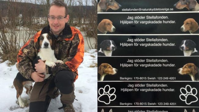 Per Hultman och drevern Orry får hjälp med veterinärräkningen av Stellafonden, som säljer klisterdekaler till förmån för vargskadade hundar.