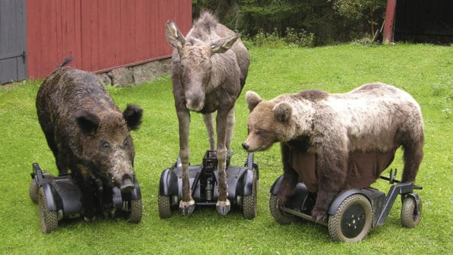 Den här fjärrstyrda permobiltrion finns på plats under Östgötamässan för test av hundar.