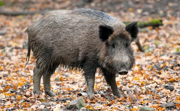 Svinpest smittar inte människor. En jägare kan dock sprida pesten vidare med stövlarna och annan utrustning.