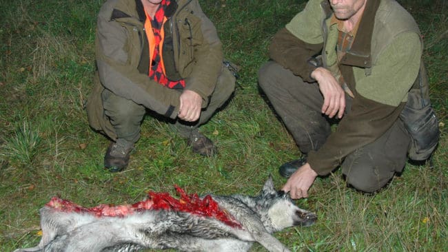 Den sändarförsedda Uttersbergsvargen slet Pila i stycken. Husse Thomas Nilsson, till höger, och jaktledaren Roland Engberg är besvikna över att den senaste information om vargens position inte gick ut i tid via vargtelefonen.