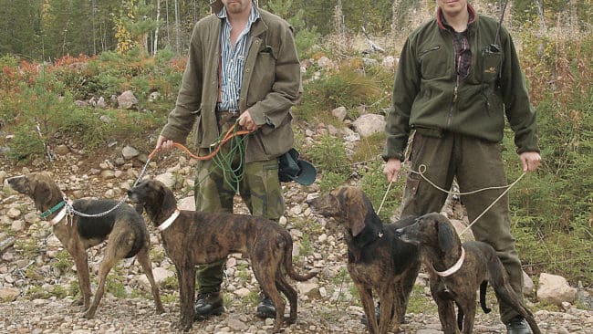 Rasmus Bostr&ouml;m (till v&auml;nster) och Jarl Sp&aring;nberg med n&aring;gra av sina plotthundar. De kan i dag gl&auml;djas &ouml;ver att l&auml;nsstyrelsen i J&auml;mtland drar tillbaka f&ouml;rslaget om f&ouml;rbud om drivande hundar vid bj&ouml;rnjakt.