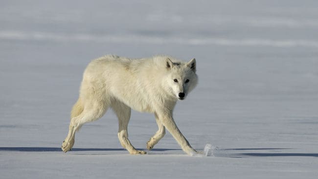 Grönlands regering vill tillåta jakt på polarvarg.