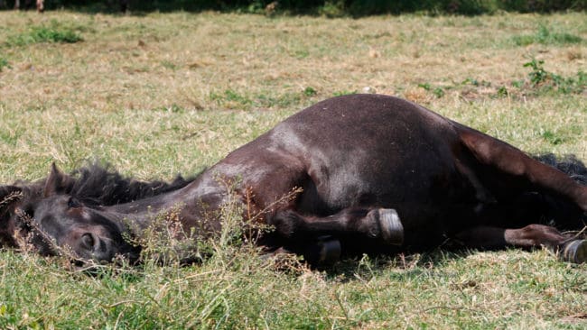 Tre ponnyhästar dog efter en attack i Danmarks vargzon och två hästar är försvunna. (Arkivbild)
