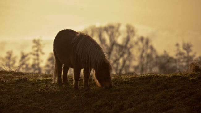 Under en vildsvinsjakt tog jägaren fel och sköt två shetlandsponnyer som hade rymt från sin hage.