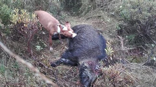 Posavski gonic finns över hela landet och används till jakt på hare, räv, björn, lo och vildsvin. Det finns nog till och med fler räv- och harhundar i Sverige än vildsvinshundar, menar debattören.