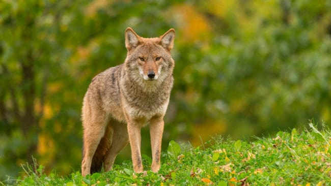 En 12-årig flicka förföljdes av en prärievarg när hon gått av skolbussen i amerikanska Stamford, Connecticut. (Arkivbild)