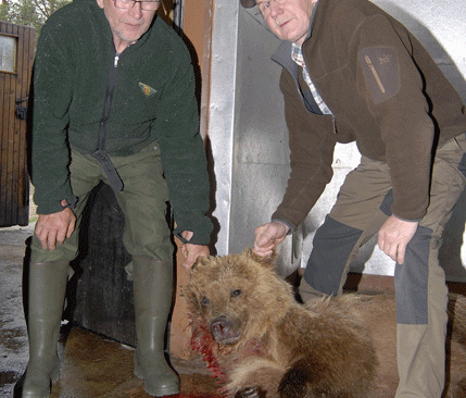 Naturbevakare Kurt Åkesson kontrollerar den fällda björnen tillsammans med skytten Åke Larsson. Björnen hade under tio dagar dödat nio renar i hagen i utan att äta upp dem.