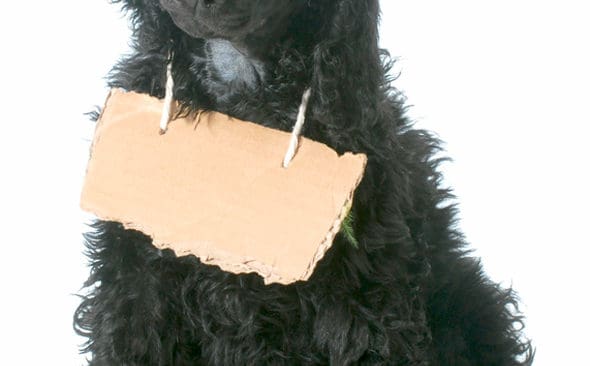 Politisk pudel om vargjakten. KD-politikern Lars Adaktusson f&ouml;rklarar st&aring;ndpunkterna om fr&aring;gan som han r&aring;kade svara fel p&aring;.