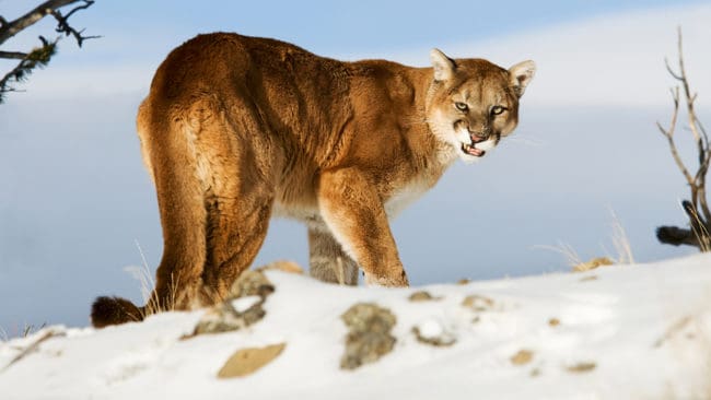 En man i Kalifornien som försökte locka på prärievarg blev anfallen av en puma.